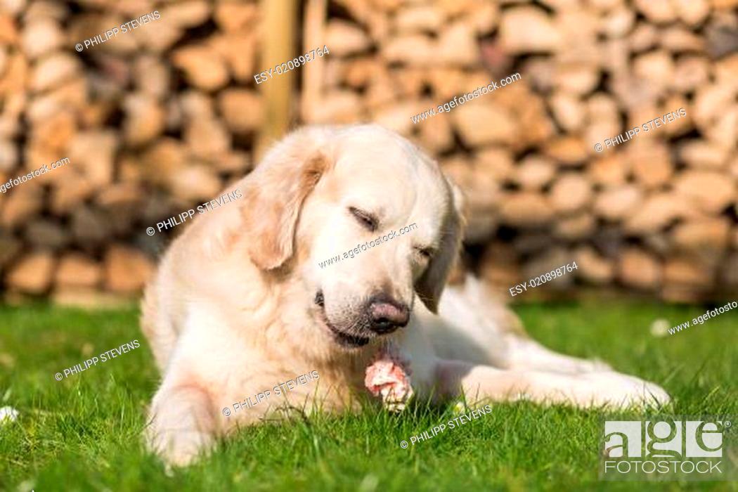Imagen: Hund isst Kalbsbrustbein.
