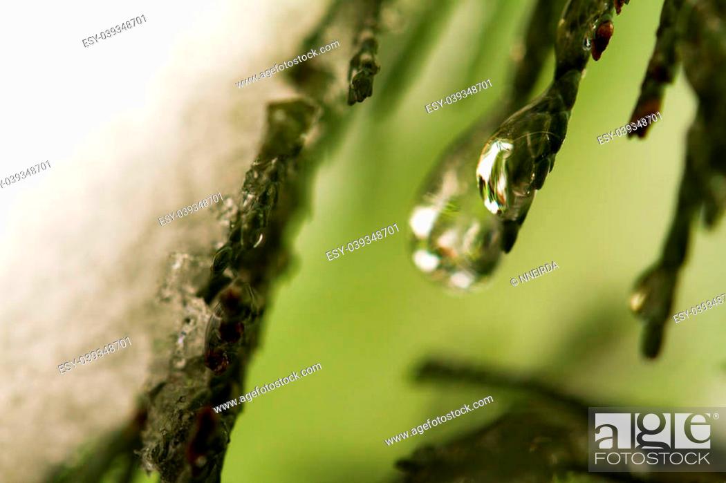 Stock Photo: Thuja branches in drops of dew close up, macro.