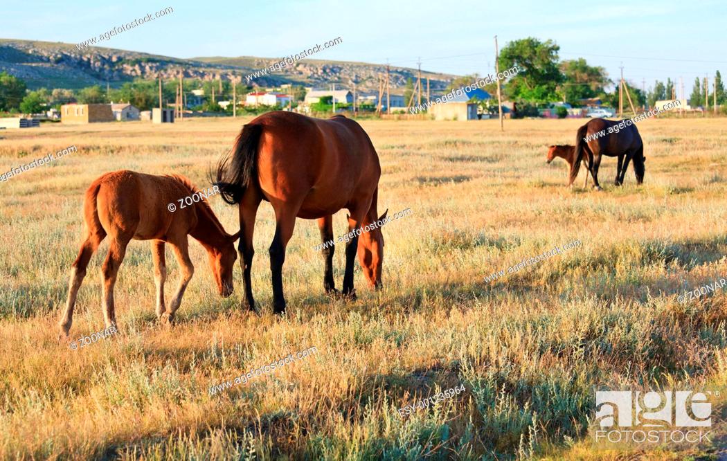 Stock Photo: Horses on meadow.