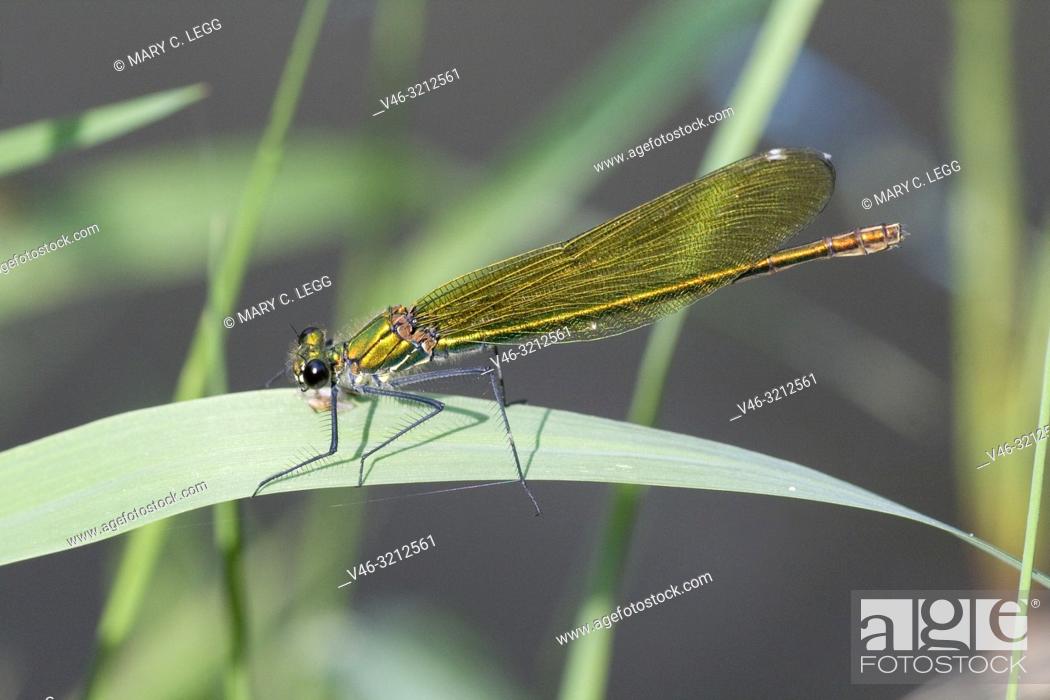 Stock Photo: Female Banded Demoiselle, Calopteryx splendens. Showy metallic blue damselfly that inhabits slow moving rivers, streams. Females are metallic green.