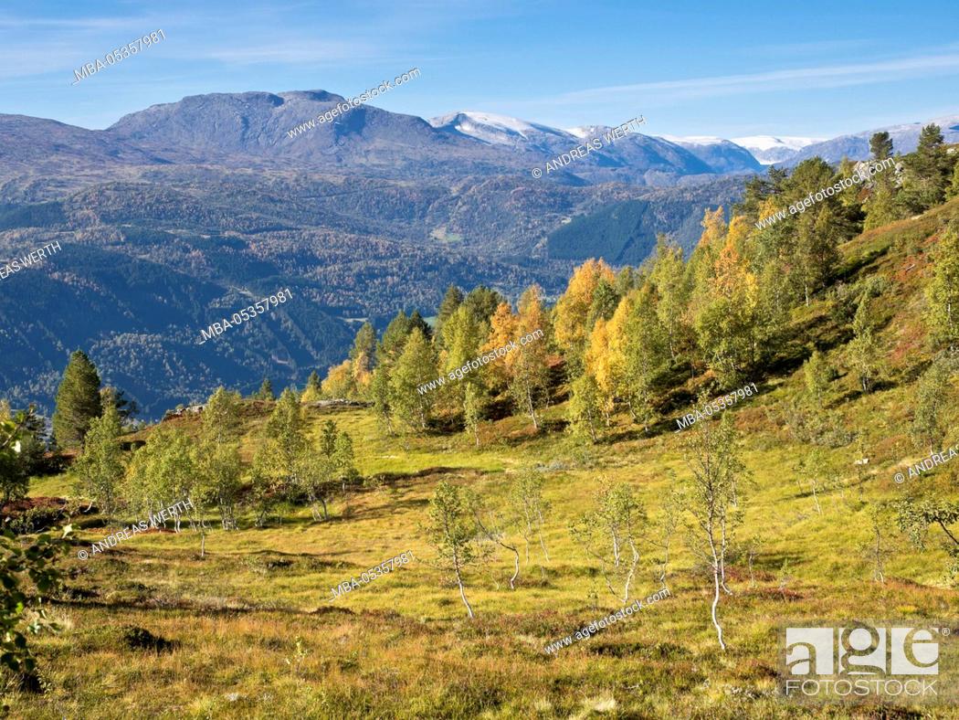 Stock Photo: Half way up mount Molden, view towards north over colorful trees, glacier Jostedalsbre in the background, Lustrafjord, Sogn og Fjordane, Norway, Europe.
