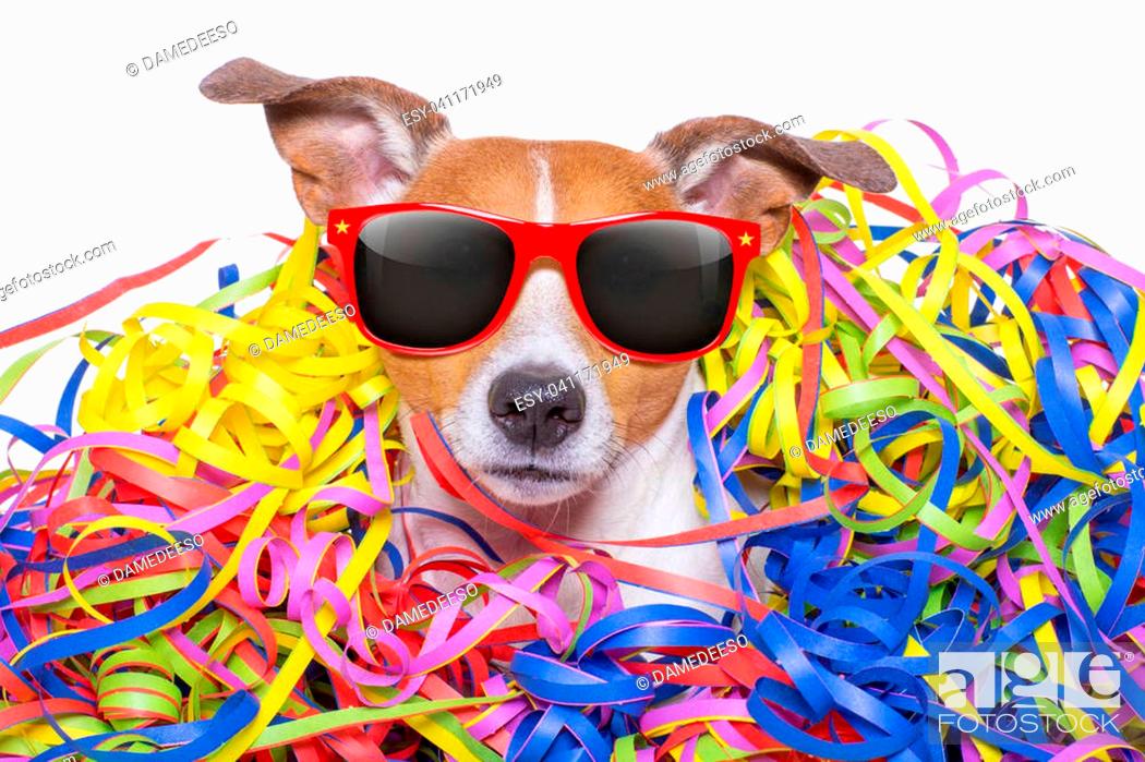 funny jack russell dog having fun and a party with serpentine streamers,  Stock Photo, Picture And Low Budget Royalty Free Image. Pic. ESY-041171949  | agefotostock