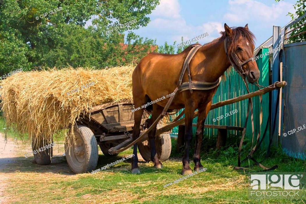Stock Photo: A chestnut mule harnessed to a traditional hay cart. Ukraine.