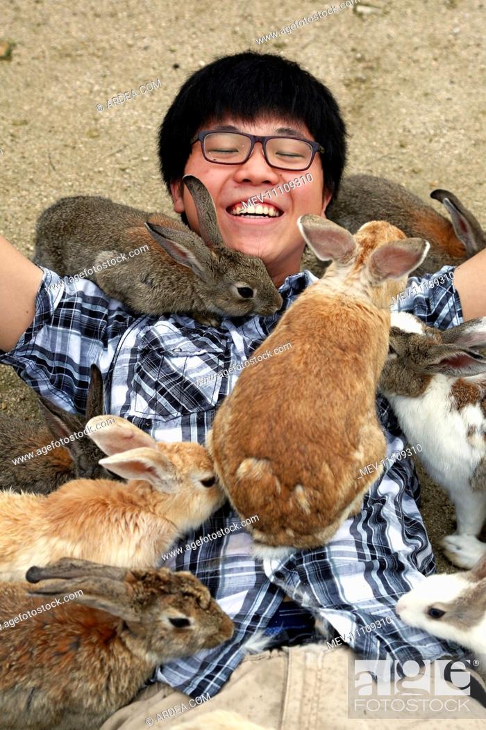 The Rabbits of Okunoshima known as Rabbit Island in Japan which roam wild  on a small island with no..., Stock Photo, Picture And Rights Managed  Image. Pic. MEV-11109310 | agefotostock