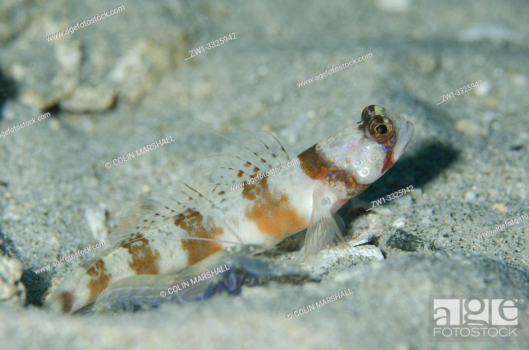 Stock Photo: Arcfin Shrimpgoby (Amblyeleotris arcupinna, Gobiidae family) and Snapping Shrimp (Alpheus sp, Alpheidae family) by hole on sand.