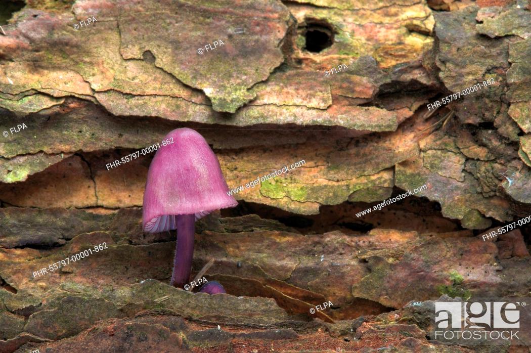 Stock Photo: Burgundydrop Bonnet Mycena haematopus fruiting body, growing on fallen oak tree, Leicestershire, England, september.
