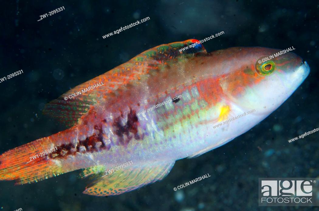 Stock Photo: Twospot Wrasse (Oxycheilinus bimaculatus) at Air Bajo dive site in Lembeh Straits in Sulawesi in Indonesia.