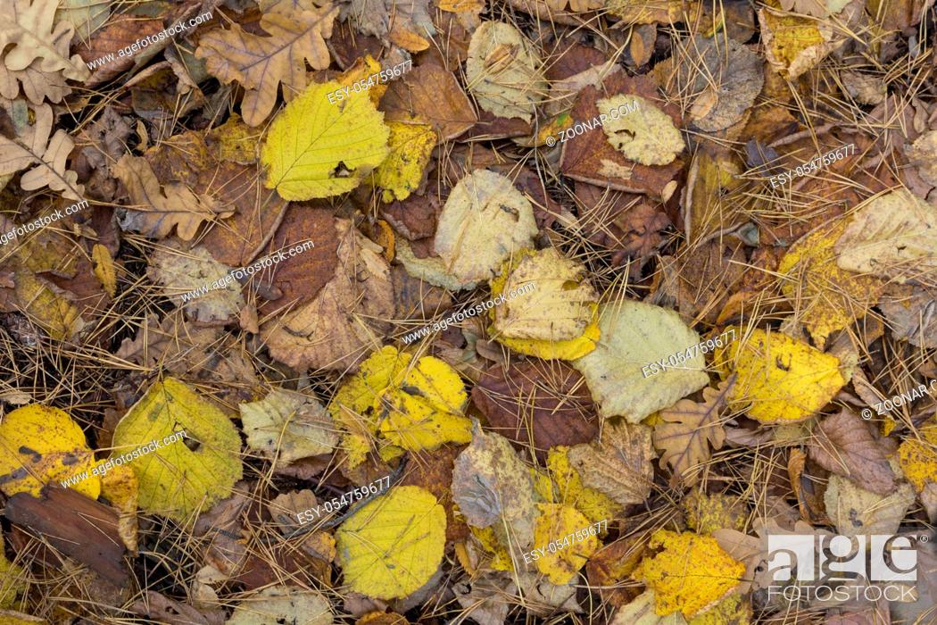 Stock Photo: Colorful and bright background made of fallen autumn leaves.