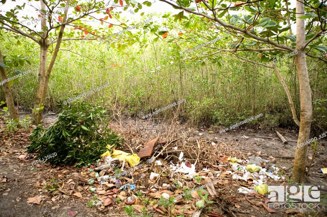 Stock Photo: Garbage Deposited beside the Swamp, Sugar cane, Bahia, Brazil.