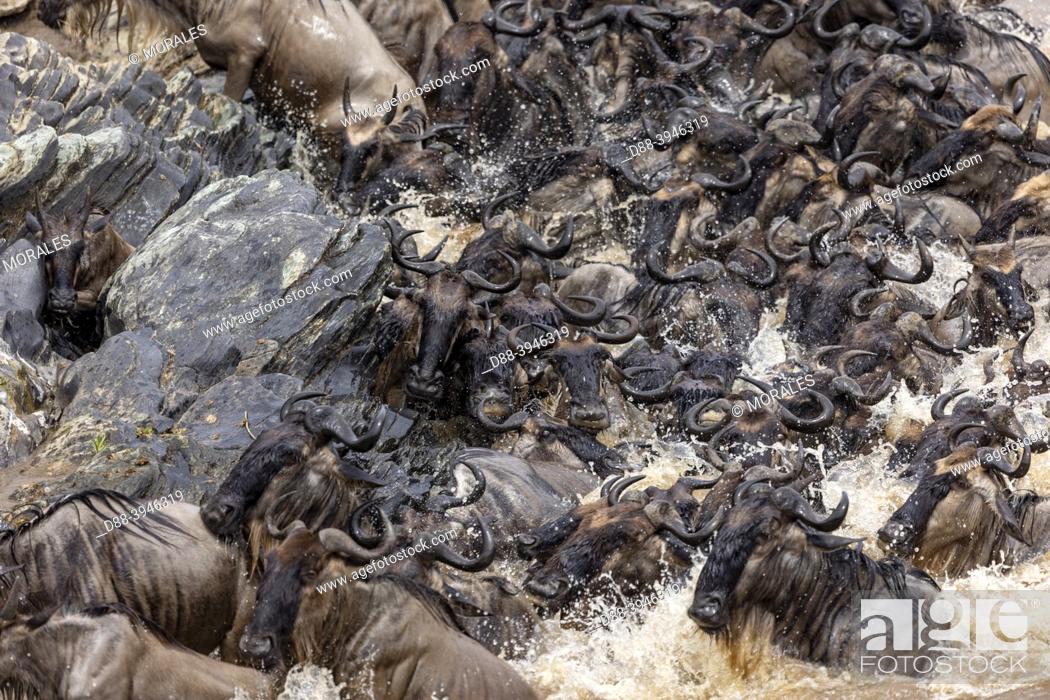 Photo de stock: Africa, East Africa, Kenya, Masai Mara National Reserve, National Park, Wildebeest group crossing the Mara river.