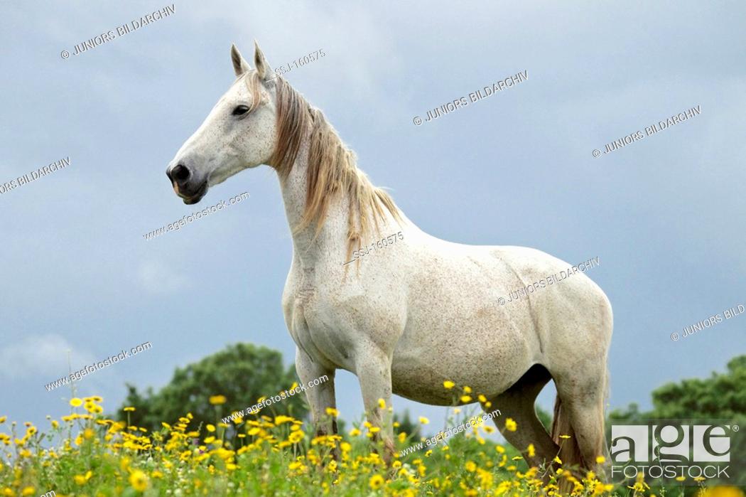 Salernitano Horse