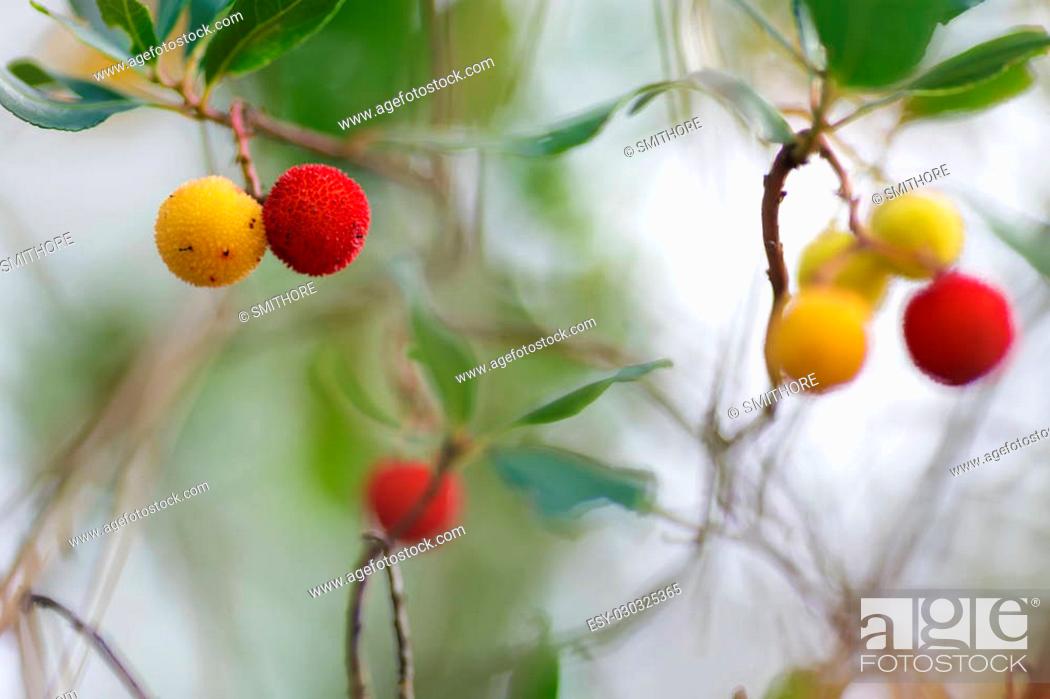 Stock Photo: Arbutus unedo yellow and red berries in a moorland.