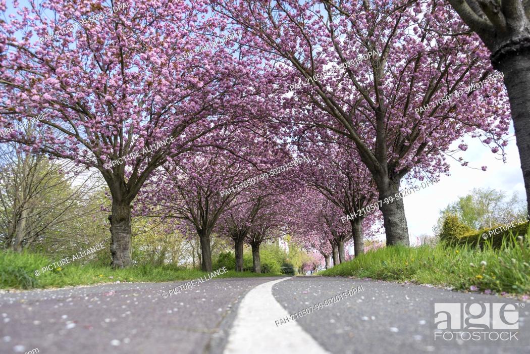 Stock Photo: 05 May 2021, Saxony-Anhalt, Magdeburg: Every year in spring, Japanese ornamental cherries blossom in Magdeburg. The cherry blossom can be experienced in Holzweg.