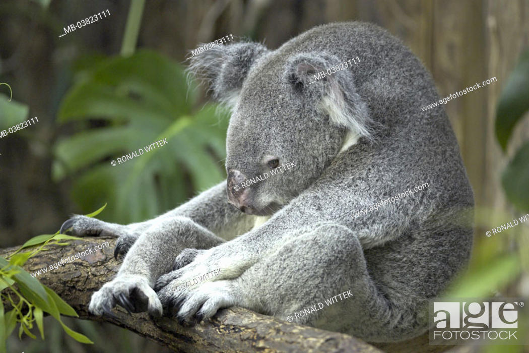 Zoo, koala, Phascolarctos cinereus, sitting, resting, Series, , animal,  mammal, wild animal, Stock Photo, Picture And Rights Managed Image. Pic.  MB-03823111 | agefotostock