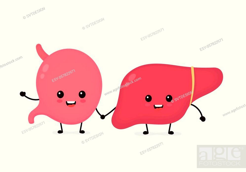 Cute strong healthy happy stomach and liver character. Vector flat cartoon  illustration icon design, Stock Vector, Vector And Low Budget Royalty Free  Image. Pic. ESY-057822971 | agefotostock