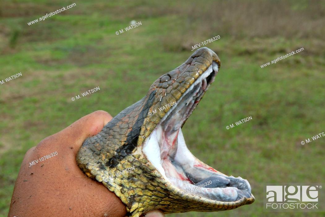 Green Anaconda Close Up Of Head Open Mouth Eunectes Murinus