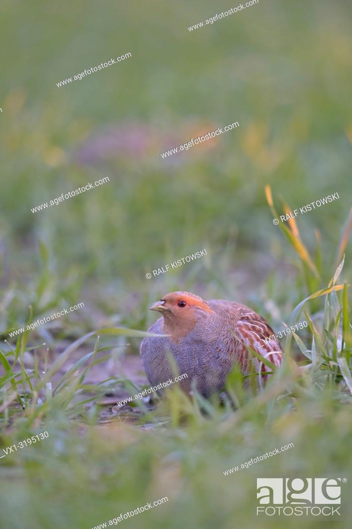 Stock Photo: Grey partridge (Perdix perdix) hiding in a grain field in first morning light.