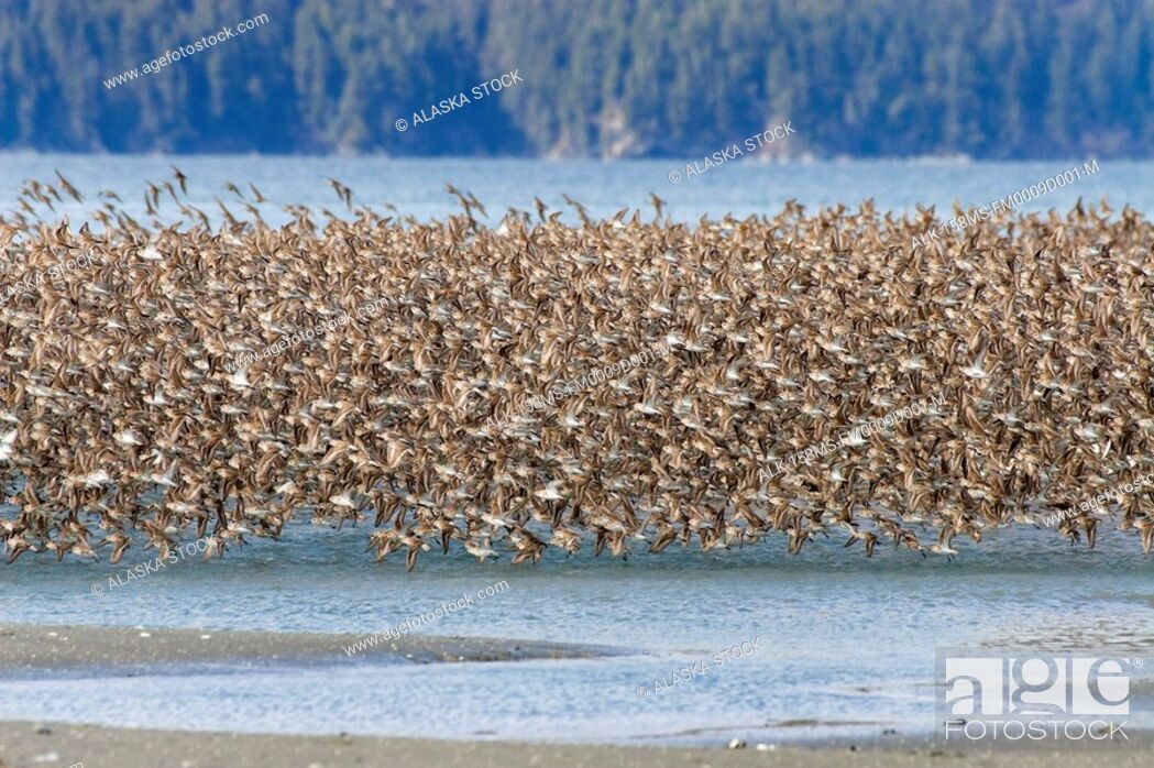 Stock Photo: Western Sandpipers and Dunlins in mid-flight over Hartney Bay Cordova in Southcentral Alaska Spring.