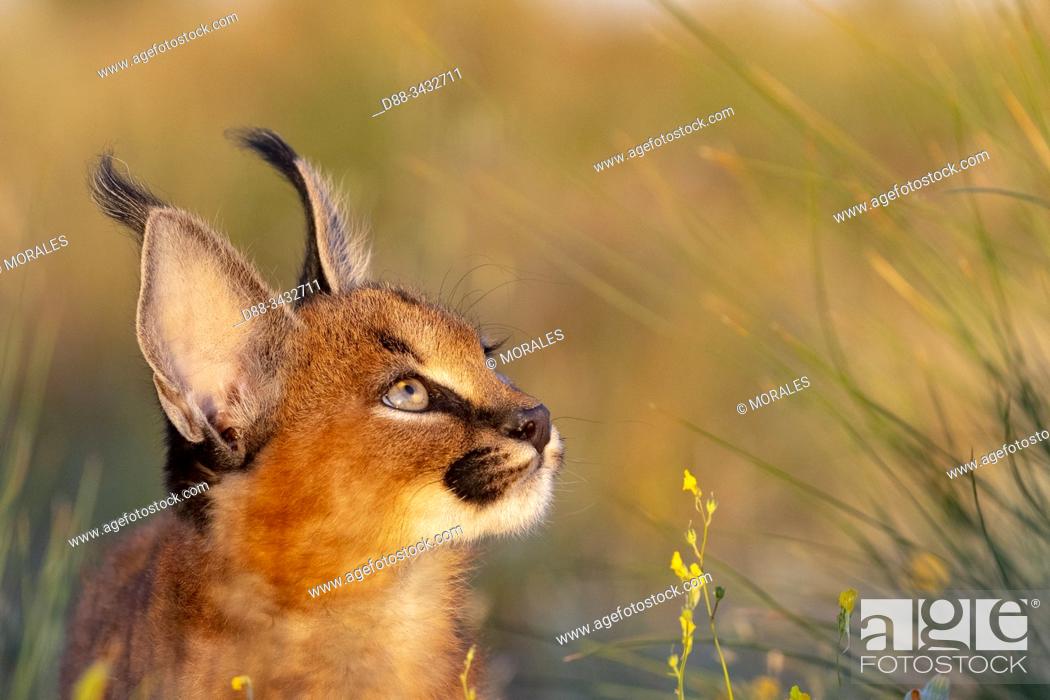Stock Photo: Caracal (Caracal caracal), Occurs in Africa and Asia, Young animal 9 weeks old, Captive, Portrait.