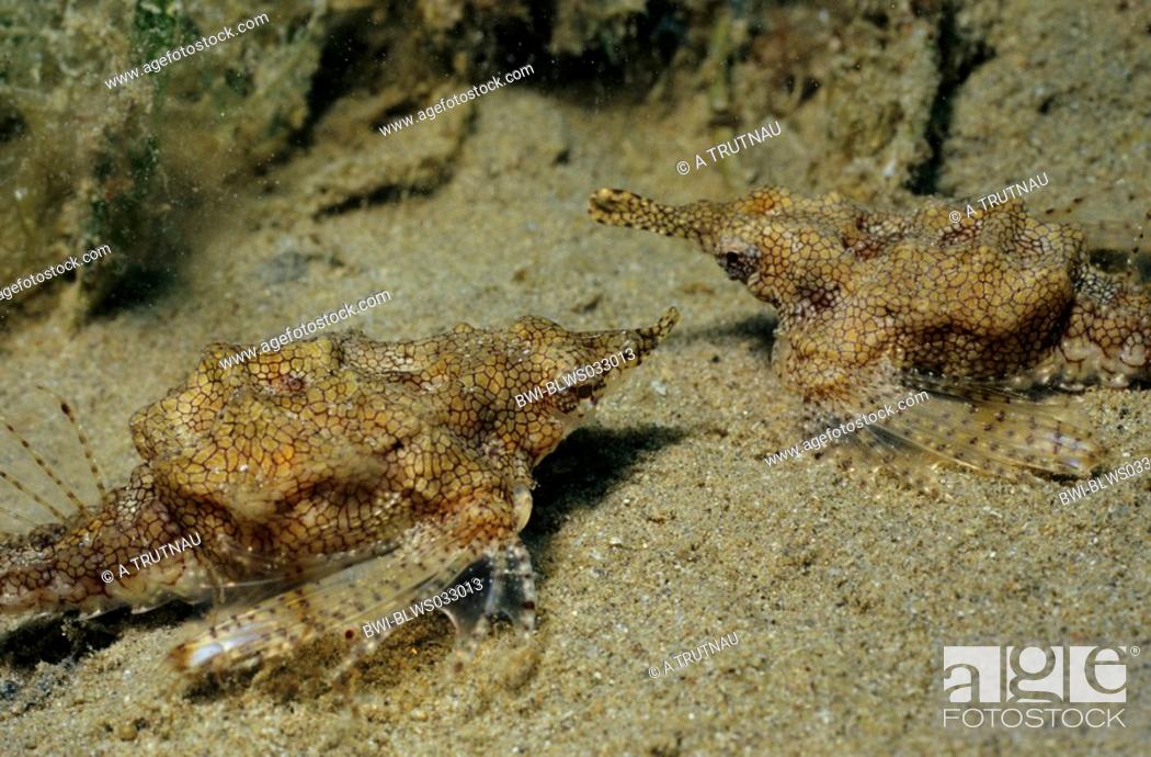 Stock Photo: Short dragonfish, Dragon sea moth Eurypegasus draconis, couple on sea bottom, Egypt, Safaga.