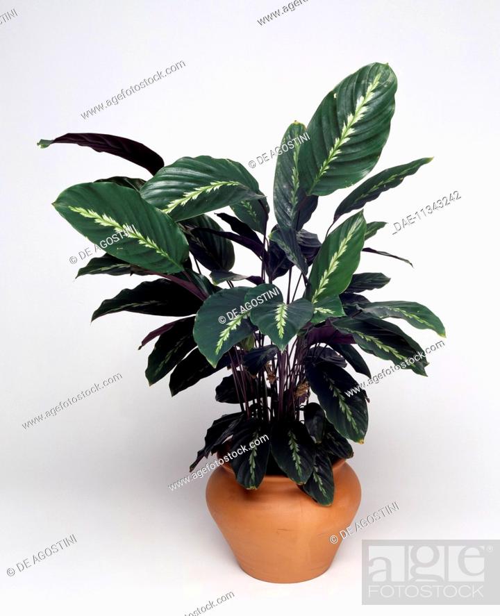 Stock Photo: Zebra plant (Calathea zebrina), Marantaceae.
