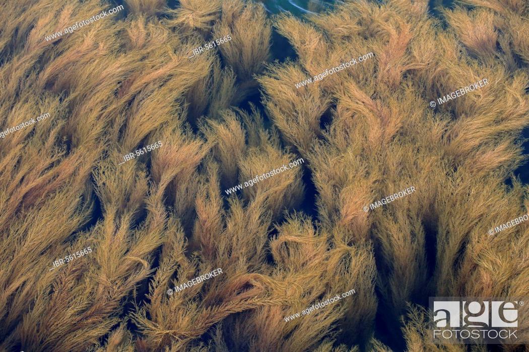 Stock Photo: Japanese Wireweed (Sargassum muticum) introduced invasive species, in shallow water, Isle of Wight, England, United Kingdom, Europe.