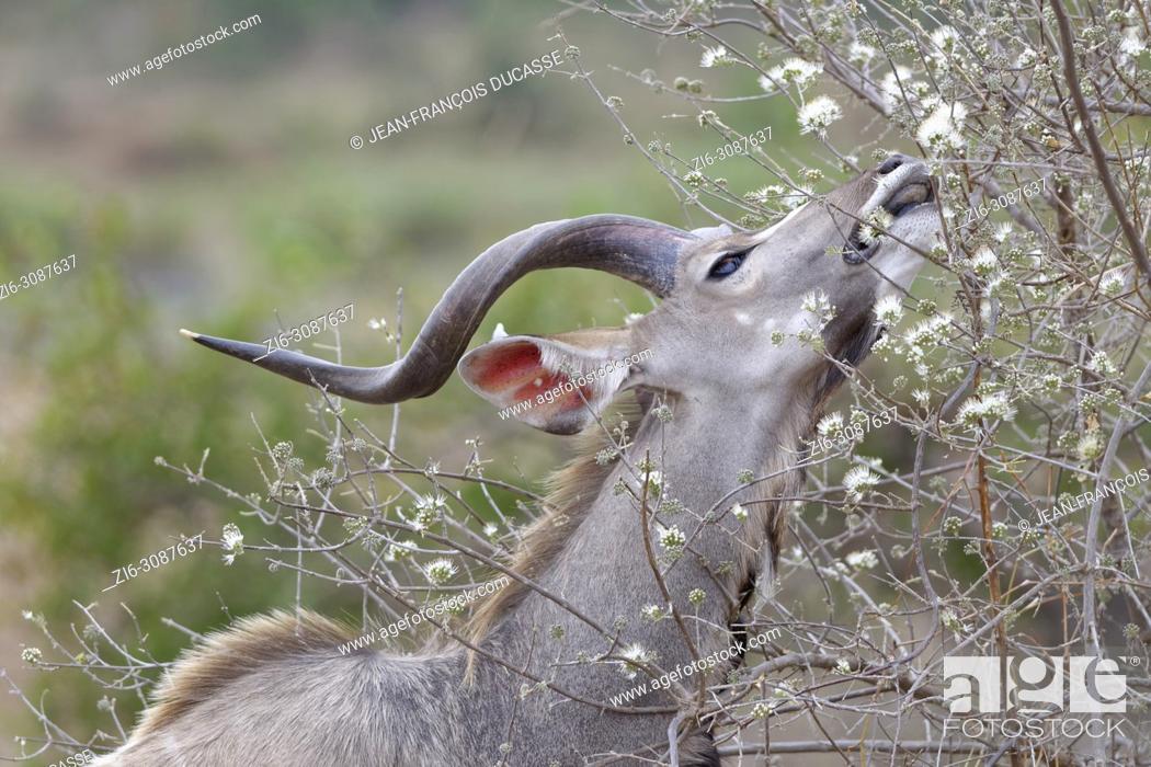 Greater kudu (Tragelaphus strepsiceros), adult male feeding on flowers,  Kruger National Park, Stock Photo, Picture And Rights Managed Image. Pic.  ZI6-3087637 | agefotostock