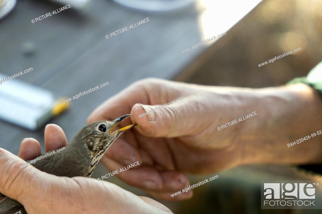 Stock Photo: 17 April 2022, Brandenburg, Schenkenberg: A Song Thrush (Turdus philomelos) is examined. A ringing campaign took place in the Rietzer See nature reserve over.
