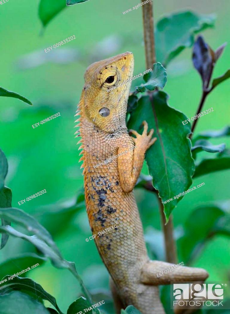 Side View Of Oriental Garden Lizard Calotes Mystaceus Hanging Stock Photo Picture And Low Budget Royalty Free Image Pic Esy 009835202 Agefotostock