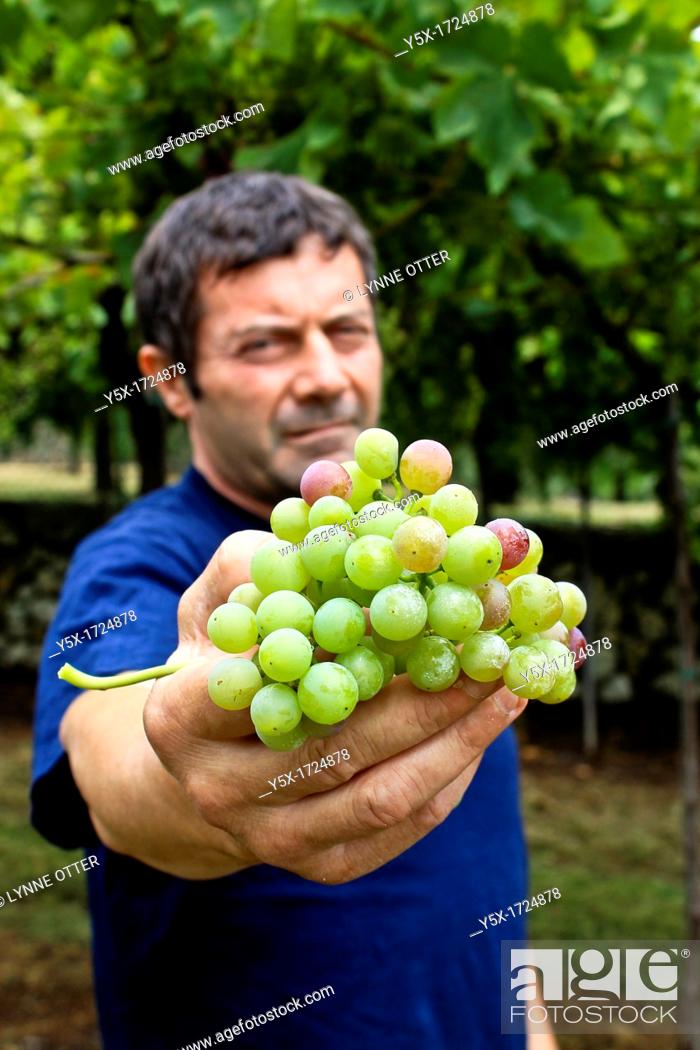 Stock Photo: man stood holding bunch grapes towards camera vertical.