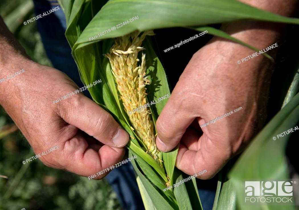 Stock Photo: 18 July 2018, Germany, Wildenhain: Farmer Matthias Boebel of the Agrarprodukte eG cattle raisers' group showing the inside of a dry corn plant.