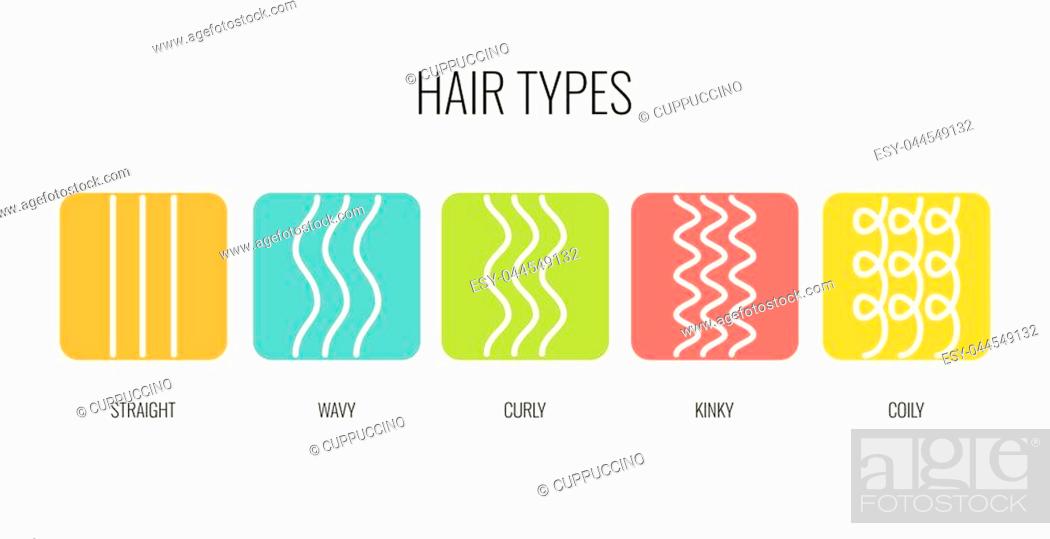 Vector Illustration of a Hair Types chart displaying all types and labeled,  Stock Vector, Vector And Low Budget Royalty Free Image. Pic. ESY-044549132  | agefotostock