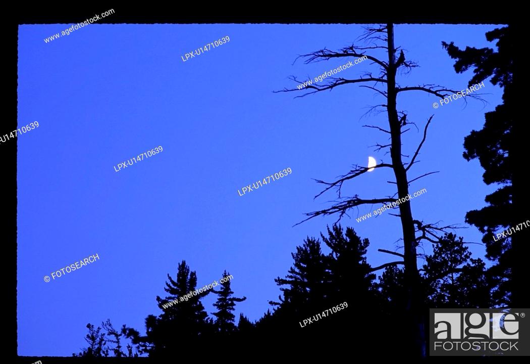 Stock Photo: Outdoors, Nature, Tree, Forest, Evening, North, Peaceful, Serenity, Boreal, Moonrise, Canadian Shield, Treeline, Temagami