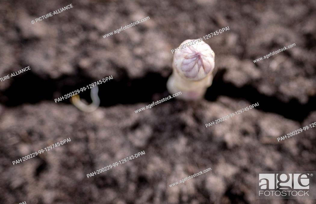 Stock Photo: 29 February 2020, Lower Saxony, Lichtenhorst: The first asparagus spears are looking out of the ground in a field on the Bolte asparagus farm.