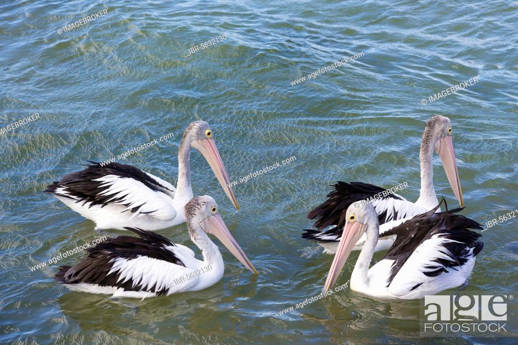 Stock Photo: Australian Pelican (Pelecanus conspicillatus) four adults, non-breeding plumage, swimming, Kangaroo Island, South Australia, Australia, Oceania.