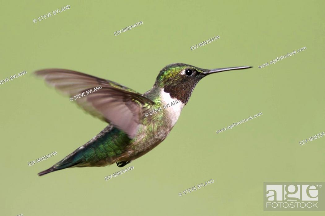 Stock Photo: Male Ruby-throated Hummingbird.