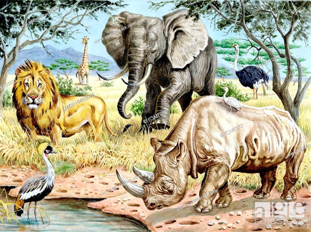 Wild Animals of Africa - lion, elephant, rhinoceros, ostrich, giraffe,  Stock Photo, Picture And Rights Managed Image. Pic. MEV-10493002 |  agefotostock