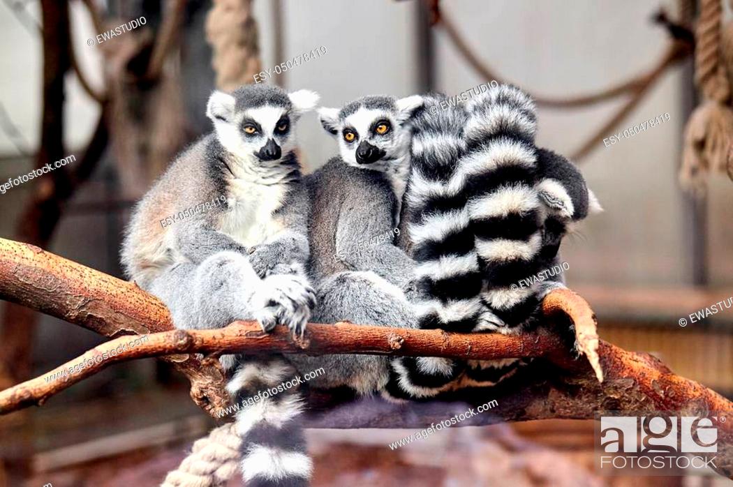 family Ring tailed Lemur, Stock Photo, Picture And Low Budget Royalty Free  Image. Pic. ESY-050478419 | agefotostock