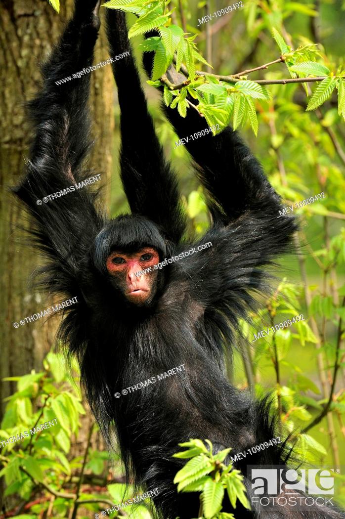 Guiana Spider Monkey / Red-faced Black Spider Monkey - hanging (Ateles  paniscus), Stock Photo, Picture And Rights Managed Image. Pic. MEV-10909492  | agefotostock