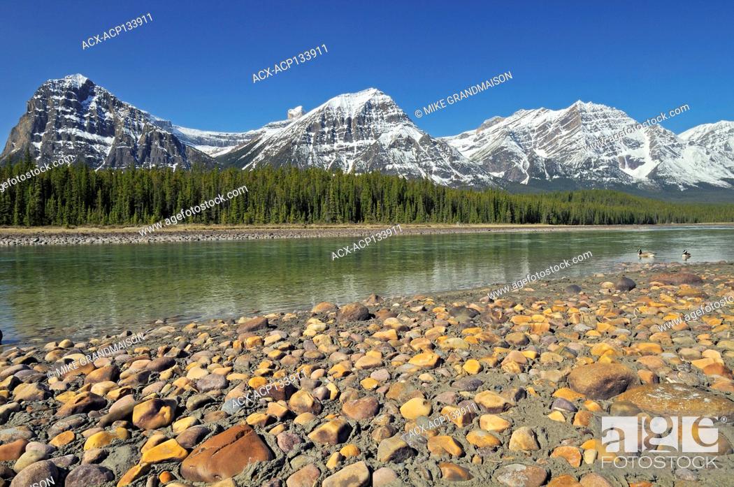 Stock Photo: Canada geese (Branta canadensis) on the Athabasca River in the Canadian Rockies Jasper National Park Alberta Canada.