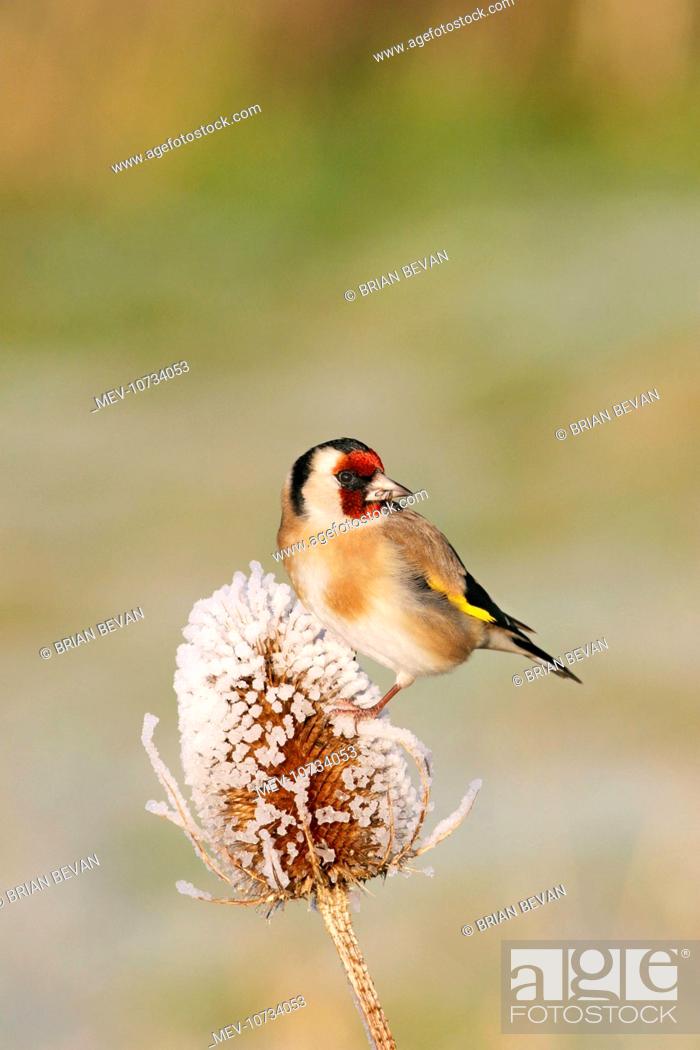 Stock Photo: Goldfinch - On frozen teasel side view (Carduelis carduelis).