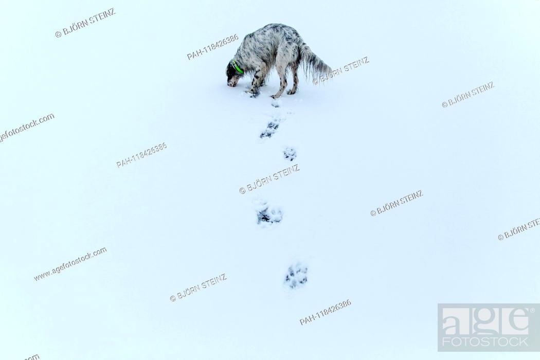 Stock Photo: English setter ""Rudy"" runs on 26.01. 2019 over its frozen and snowy pond in Stara Lysa, (Czech Republic). Rudy was born in early January 2017.