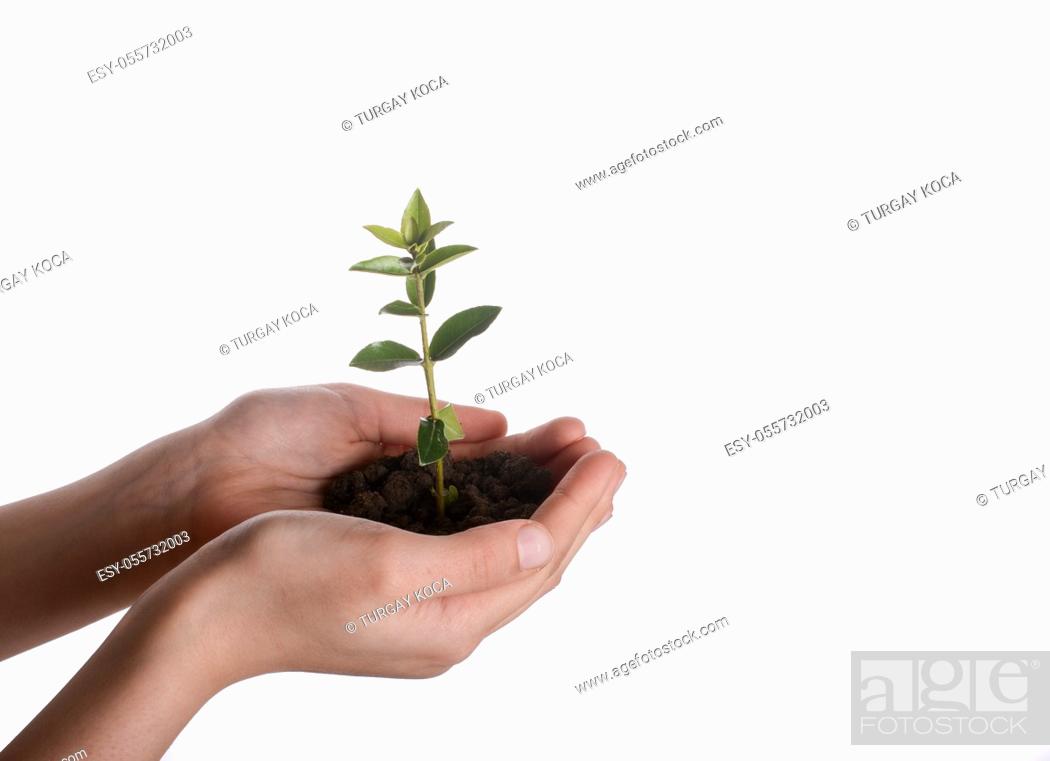 Imagen: Green tree seedling in handful soil in hand on an isolated background.