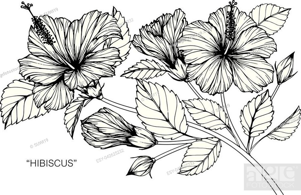 How To Draw A Hibiscus Flower - Step by step Drawing tutorials-saigonsouth.com.vn
