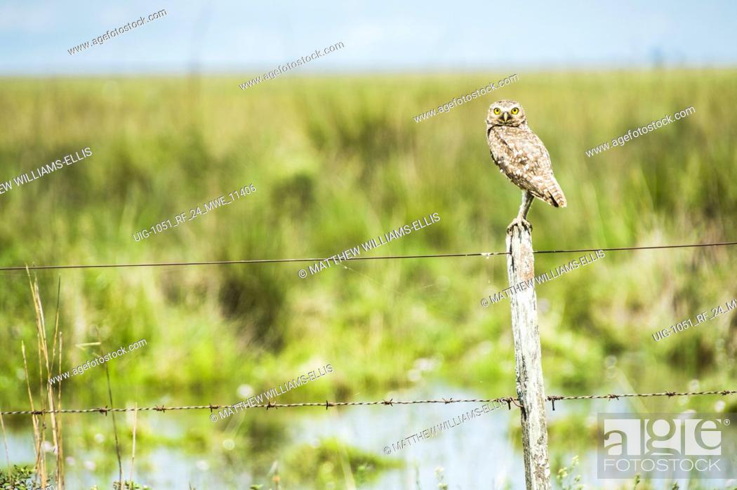 Stock Photo: Burrowing Owl (Athene cunicularia), Ibera Wetlands (Esteros del Ibera), a marshland in Corrientes Province, Argentina.