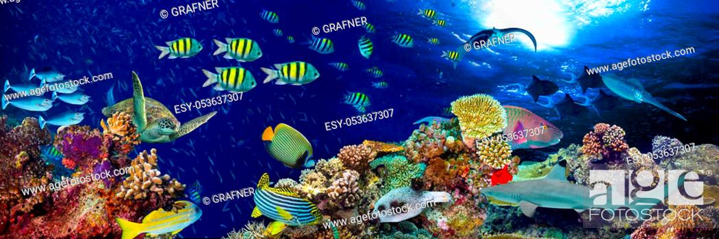 underwater coral reef landscape wide panorama background in the ...