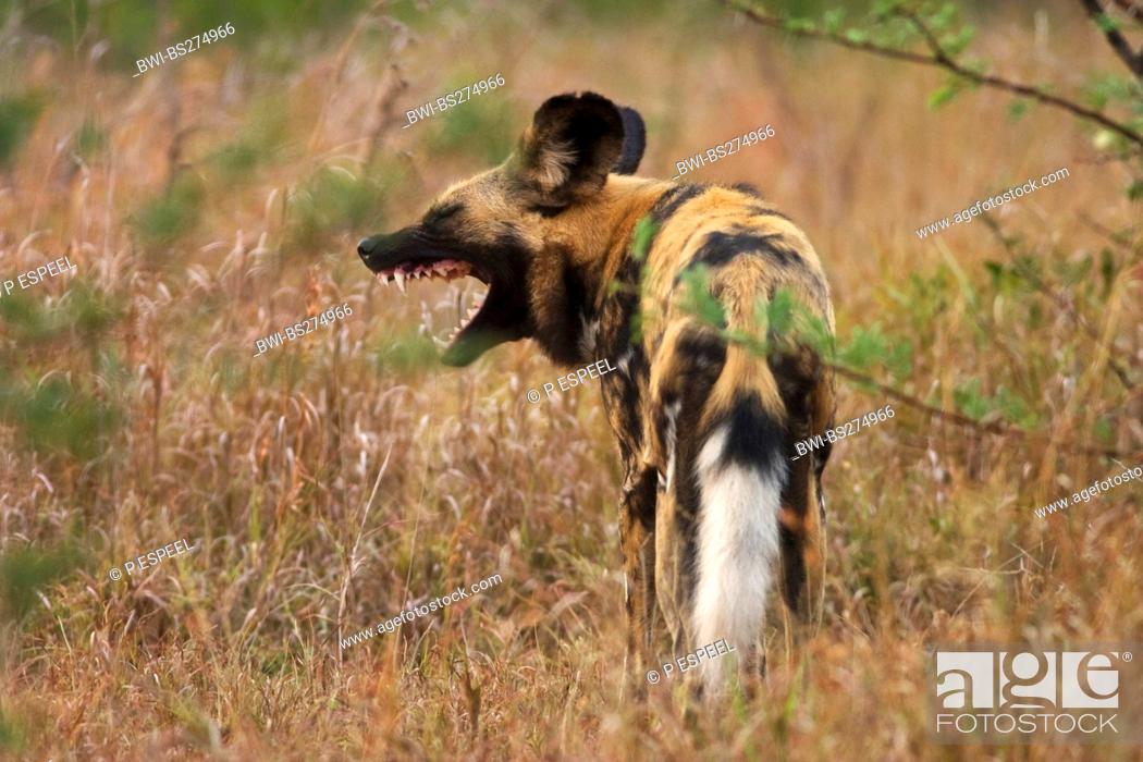 Stock Photo: African wild dog Lycaon pictus, yawning, South Africa, Kwazulu-Natal, Hluhluwe-Umfolozi National Park.