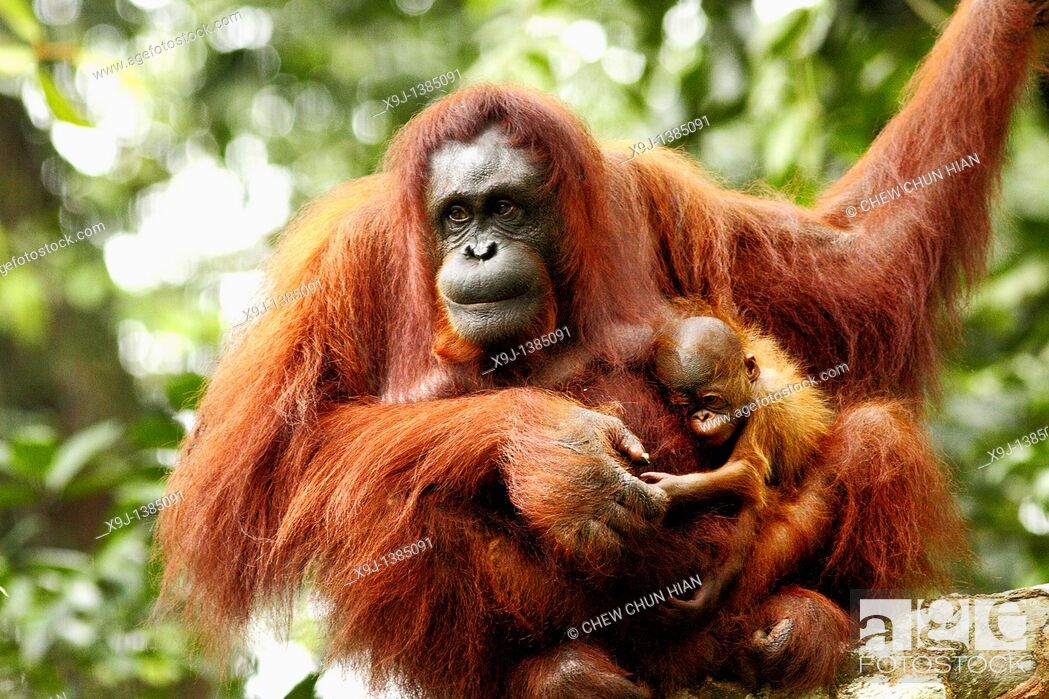 Imagen: Orangutans. Semengoh Wildlife Centre, Sarawak, Malaysia.