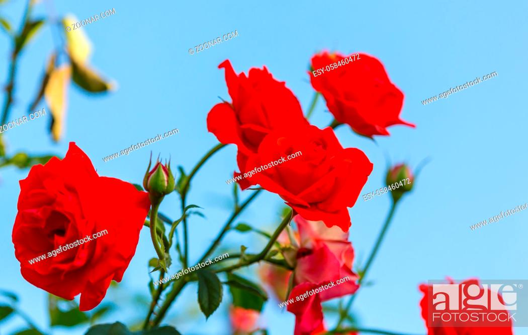 Stock Photo: Pink Rose, beautiful nature background.
