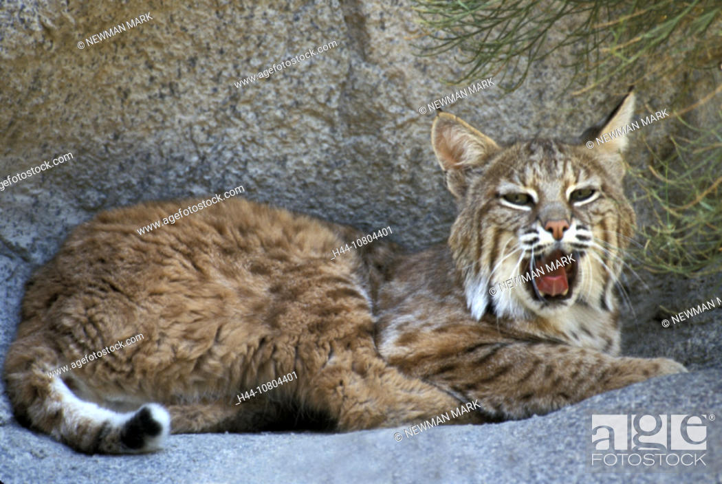 animal, animals, Bobcat, lynx, Lynx rufus, recumbent, lie, lying, red lynx,  yawning, Stock Photo, Picture And Rights Managed Image. Pic. H44-10804401 |  agefotostock